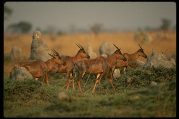 077082 Tsessebe Herd A4 Photo Print