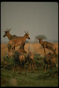 077083 Tsessebe Herd A4 Photo Print