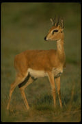 077084 Oribi Male A4 Photo Print