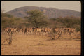077085 Livingston Eland Herd A4 Photo Print
