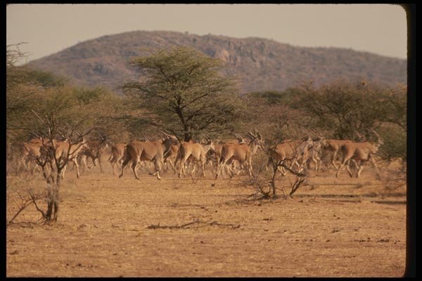 077085 Livingston Eland Herd A4 Photo Print