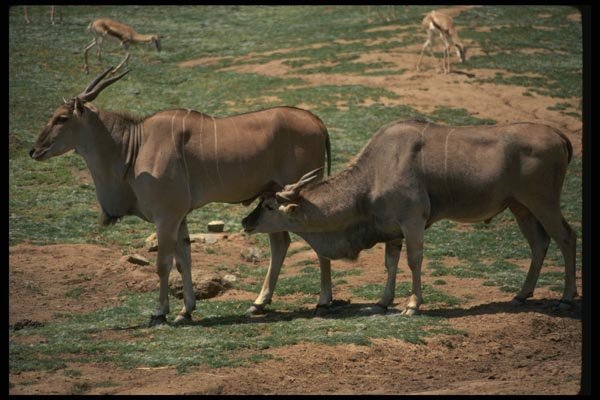077086 Eland A4 Photo Print