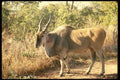 077087 Eland Bull A4 Photo Print