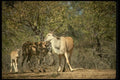 077088 Eland A4 Photo Print