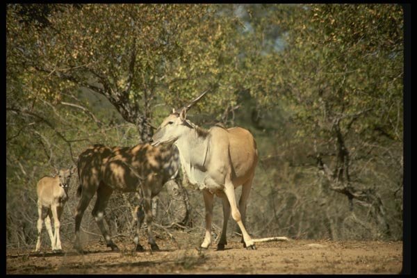 077088 Eland A4 Photo Print