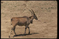 077089 Eland A4 Photo Print