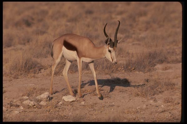 077090 Springbuck A4 Photo Print
