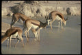 077091 Springbuck A4 Photo Print