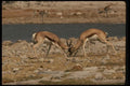 077092 Springbuck Fighting A4 Photo Print