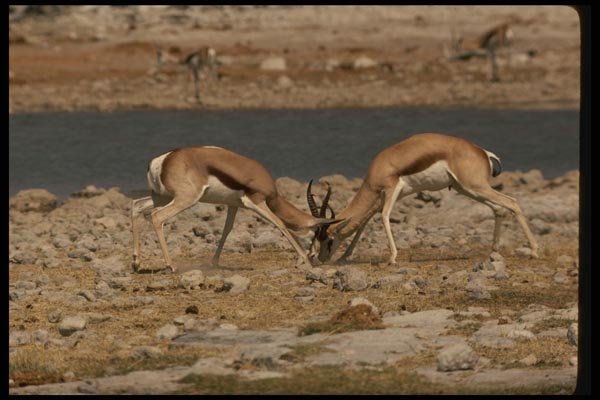 077092 Springbuck Fighting A4 Photo Print