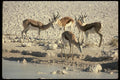 077093 Springbuck A4 Photo Print