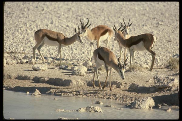 077093 Springbuck A4 Photo Print