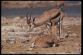 077094 Springbuck A4 Photo Print