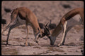 077095 Springbuck Fighting A4 Photo Print