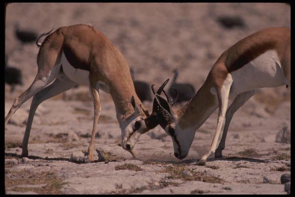 077095 Springbuck Fighting A4 Photo Print