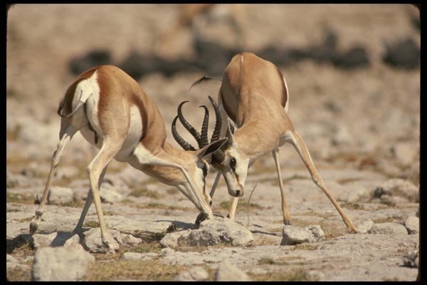 077096 Springbuck Fighting A4 Photo Print