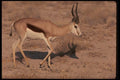 077097 Springbuck A4 Photo Print