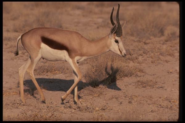 077097 Springbuck A4 Photo Print