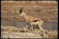 077098 Springbuck A4 Photo Print
