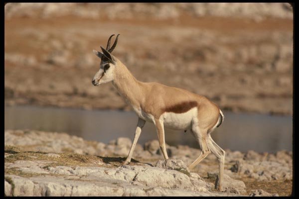 077098 Springbuck A4 Photo Print