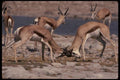 077099 Springbuck Fighting A4 Photo Print