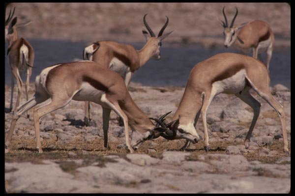 077099 Springbuck Fighting A4 Photo Print