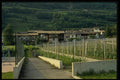 079096 Vineyard In Rovereto, Murano A4 Photo Print