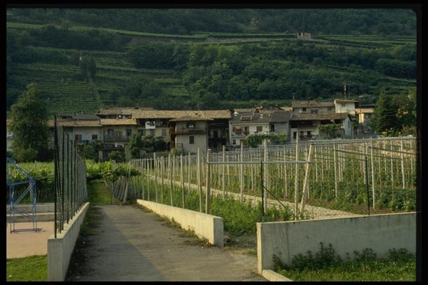 079096 Vineyard In Rovereto, Murano A4 Photo Print