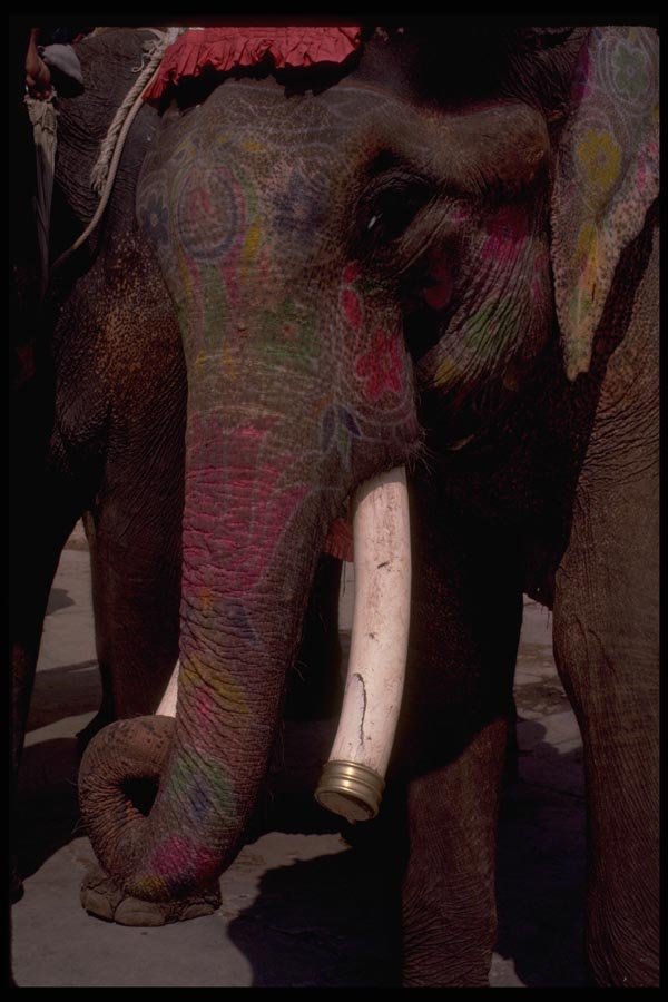 080001 Elephant, Amber Palace A4 Photo Print