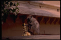080005 Monkey, Jaipur A4 Photo Print