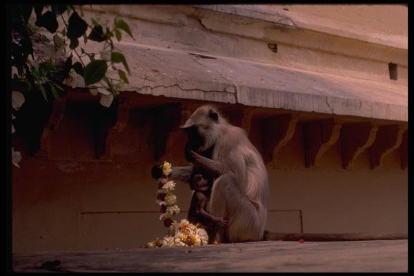 080005 Monkey, Jaipur A4 Photo Print