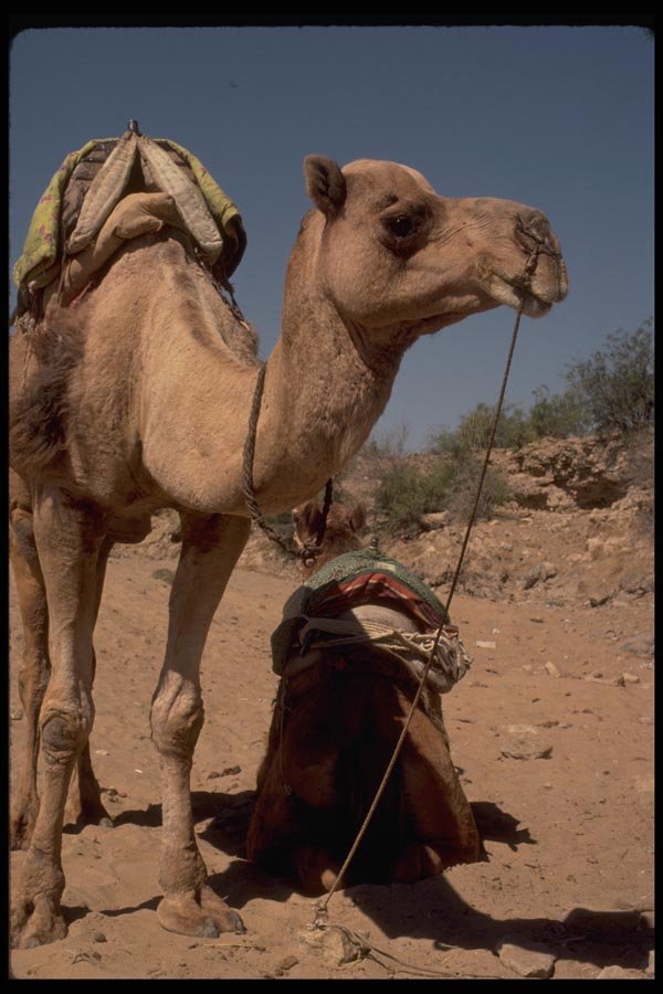 080014 Camel Safari, Rest Stop A4 Photo Print