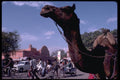 080016 Jaipur, Rajasthan A4 Photo Print