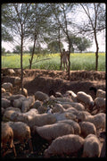 080029 Sheep Herder With Sheep A4 Photo Print