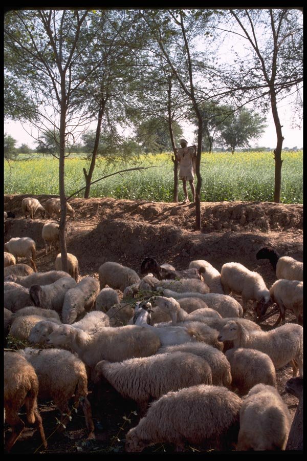 080029 Sheep Herder With Sheep A4 Photo Print