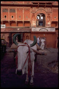 080056 Jaipur, Cow And Cart A4 Photo Print