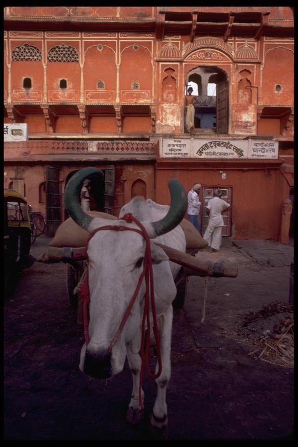 080056 Jaipur, Cow And Cart A4 Photo Print