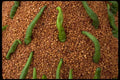 080059 Chiles And Seeds, Amber A4 Photo Print