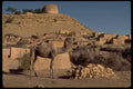 080061 Camel With Ruins A4 Photo Print