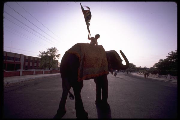080062 Jaipur, Elephant In Wedding Procession A4 Photo Print