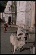080067 Udaipur, Cattle In The Streets A4 Photo Print
