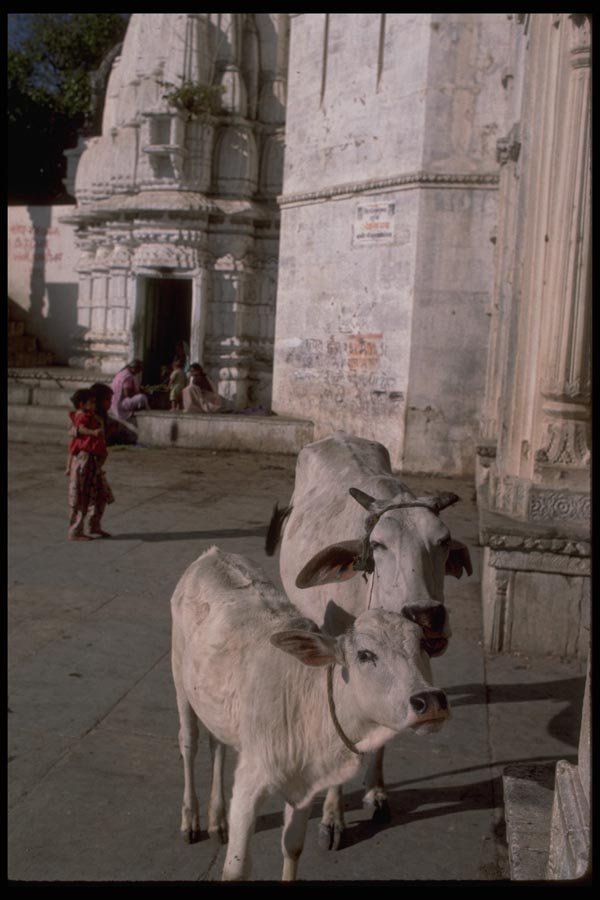 080067 Udaipur, Cattle In The Streets A4 Photo Print