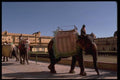 080070 Jaipur, Amber Palace, Elephants Used For Visitors A4 Photo Print