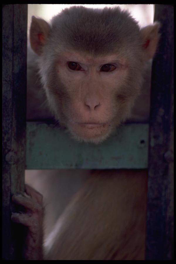 080077 Jaipur, Monkey At Observatory A4 Photo Print