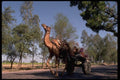 080089 Camel Cart And Village Girls On Road A4 Photo Print