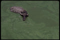080099 Water Buffalo, Amber A4 Photo Print