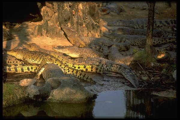 081030 Snake Farm In Thonburi A4 Photo Print