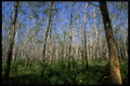 081075 Rubbertree Plantation, Phuket Island A4 Photo Print