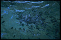081089 School Of Fish, Similan Islands A4 Photo Print