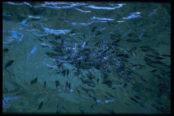081089 School Of Fish, Similan Islands A4 Photo Print